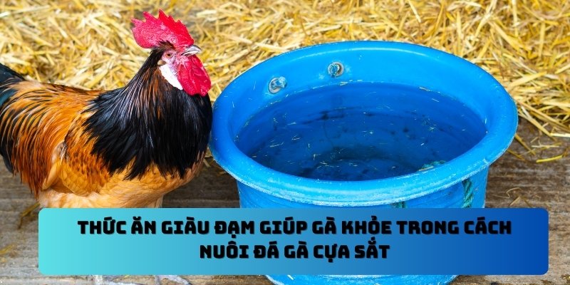 Thức ăn giàu đạm giúp gà khỏe trong cách nuôi đá gà cựa sắt