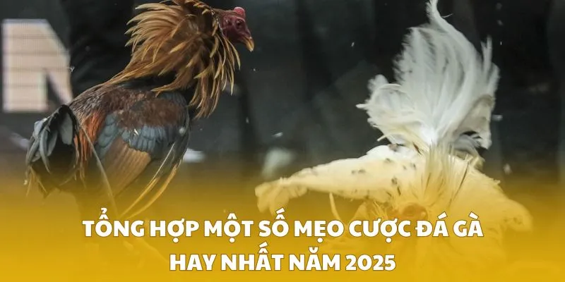 Tổng hợp một số mẹo cược đá gà hay nhất năm 2025