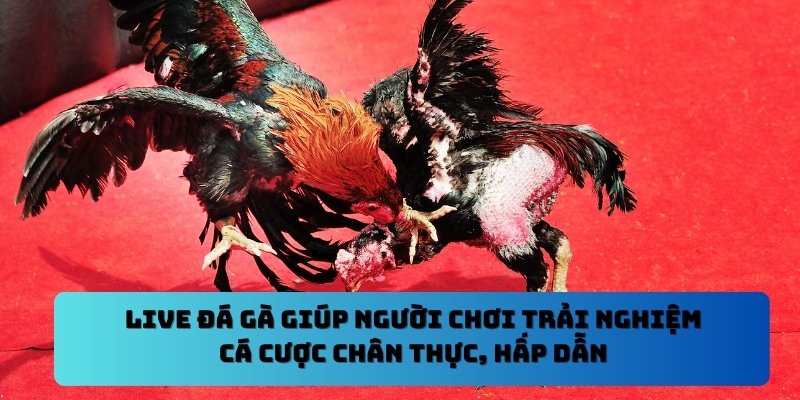 Live đá gà giúp người chơi trải nghiệm cá cược chân thực, hấp dẫn